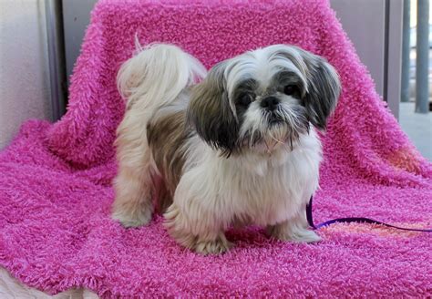 We believe that, somewhere, there is a home for. . Shih tzu for adoption near me